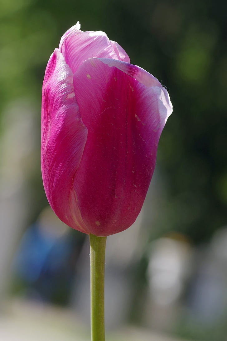 Tulipa, Copa, Violet, as pétalas, único, flor, cabeça