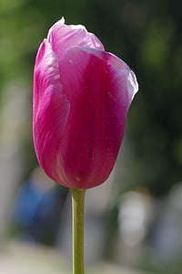 Tulipan, Puchar, Violet, płatki, pojedynczy, kwiat, Głowica
