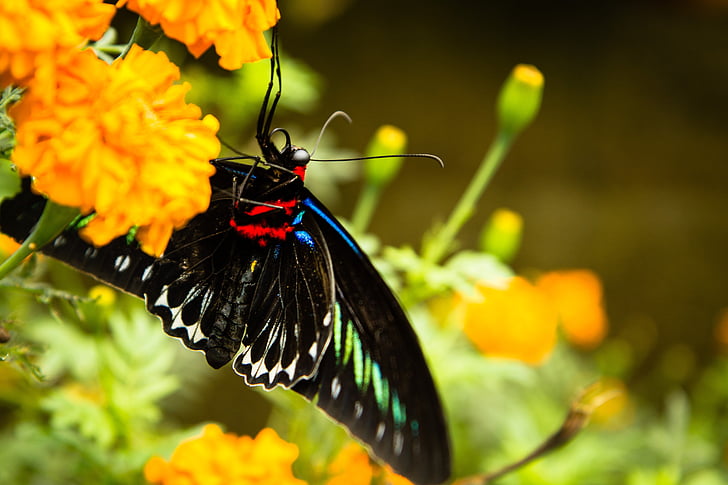 Schmetterling, Blume, Trogonoptera brookiana, Rajah Brookes birdwing, Flügel, Blumen, Schwarz