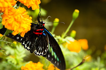 borboleta, flor, trogonoptera brookiana, birdwing do Rajá brooke, asas, flores, preto