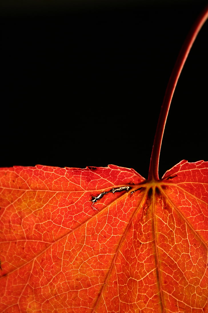 autumn, red, leaf, nature, close, veins, leaves
