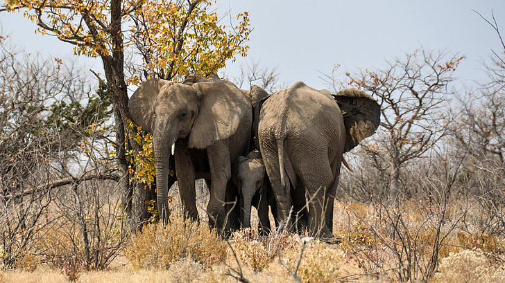 slon, Baby slona, mladé zviera, Afrika, Namíbia, Príroda, suché