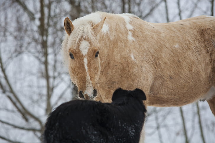 ló, kutya, fehér, fekete, sárga, Pinto, szöcske