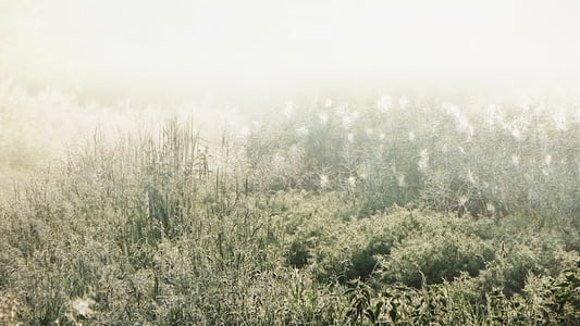 nebbia, nebbia di mattina, natura, stato d'animo, paesaggio, Morgenstimmung