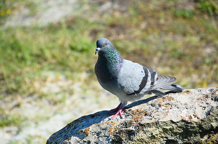 Pigeon, fugl, aviær, Dove, grå, hale, næb