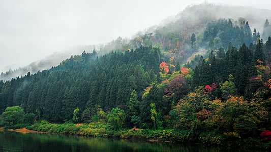 montanha, floresta, árvores, colorido, natureza, paisagem, cenário
