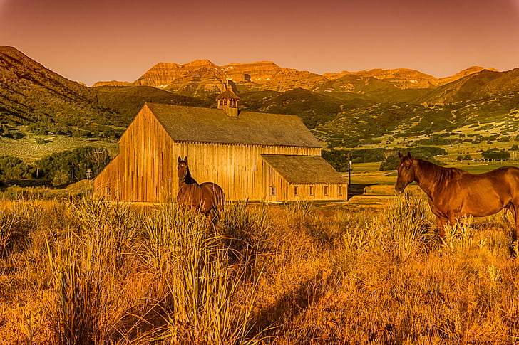 Grange, Utah, cheval, ferme, paysage, é.-u., bâtiment
