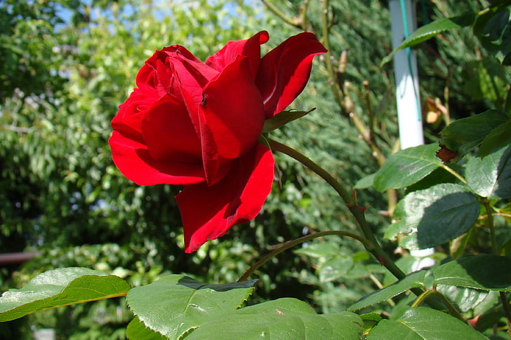 rode roos, steeg, de plot, bloemen, vakantie, groen, zomer