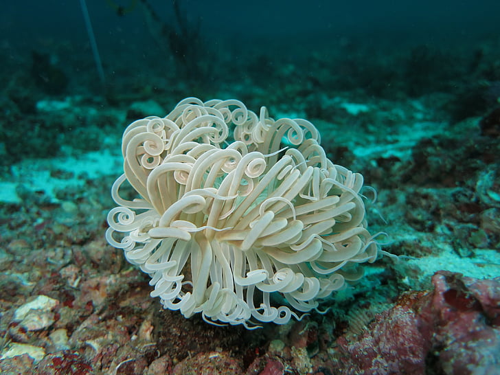 Anemone, mīksto koraļļu, Daivings, zemūdens, rifa, koraļļu, daba