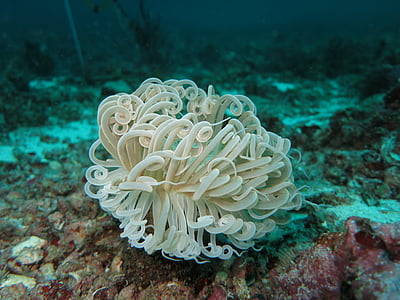 Ανεμώνη, μαλακά κοράλλια, καταδύσεις, υποβρύχια, Ύφαλος, κοράλλι, φύση