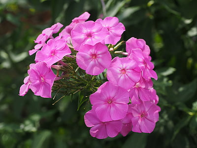 Флокс, заключване нагоре Херб растения, polemoniaceae, декоративни растения, розово, цвете, розов цвят