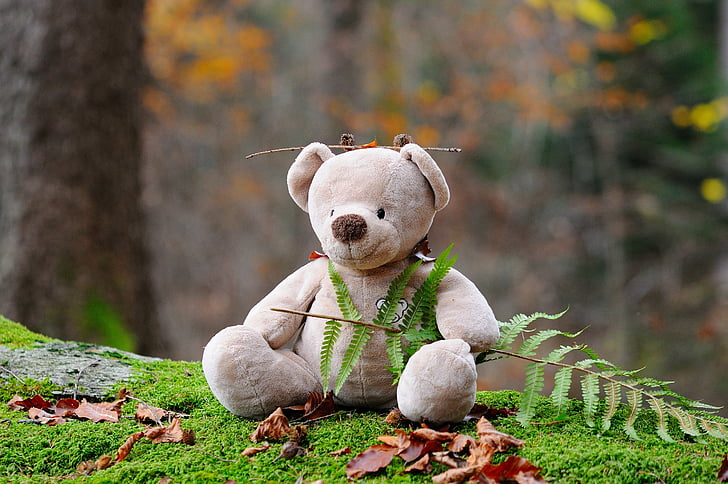 Teddy bear, Bär, Kinderspielzeug, Wald, Stofftier, Teddy, Natur