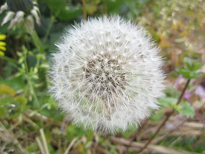 dandelion, fluff, white, natural, nature, plant, seed