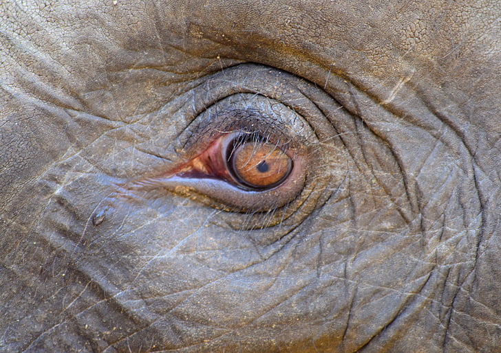 ελέφαντας, μάτι, δάκρυα, λυπηρό το γεγονός των ζώων, θλιβερή ελέφαντας, πόνος, στον πόνο