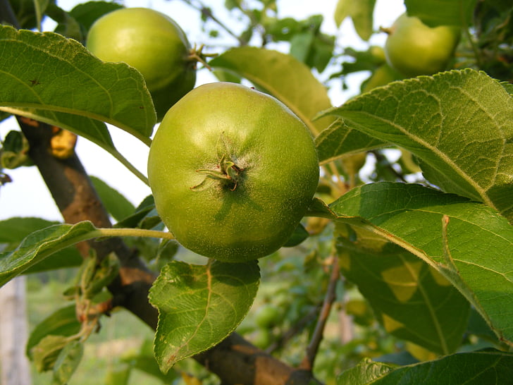 maçãs, filial, verde, folhas, frutas, saúde
