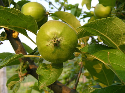 jablka, větev, zelená, listy, ovoce, zdraví