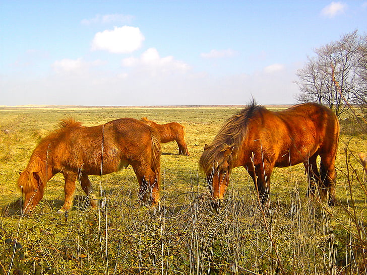 άλογα, ζώο, βόλτα, θηλαστικά, ζώα, άλογο, φύση