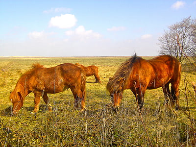 άλογα, ζώο, βόλτα, θηλαστικά, ζώα, άλογο, φύση