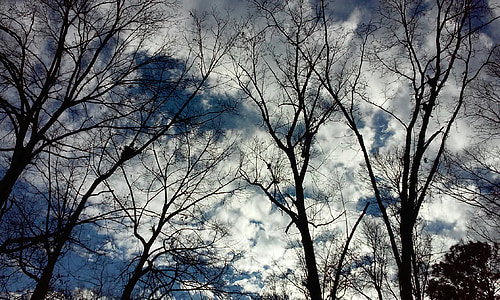 stromy na obloze, mraky, stromy, obloha, Příroda, silueta, venku