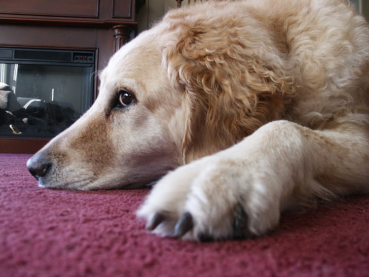hond, ontspannen, huisdier, Canine, Labrador, Golden retriever