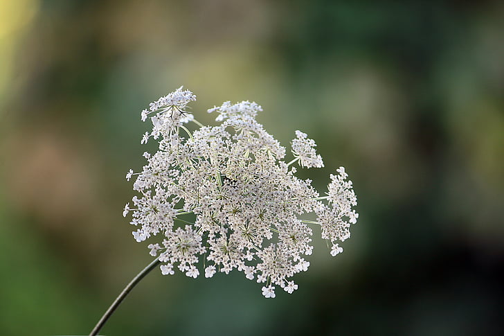 nature, plant, wild carrot