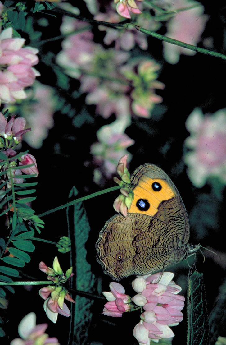 common woo nimf, vlinder, bloemen, bloemen, bloesems, nectar, insect