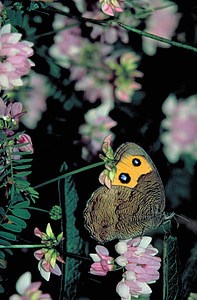 Umum woo nimfa, kupu-kupu, bunga, mekar, bunga, nektar, serangga