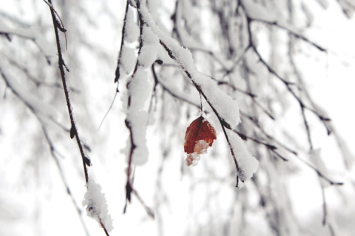 หิมะ, สาขา, ฤดูหนาว, ธรรมชาติ, ต้นไม้, เย็น, สาขา