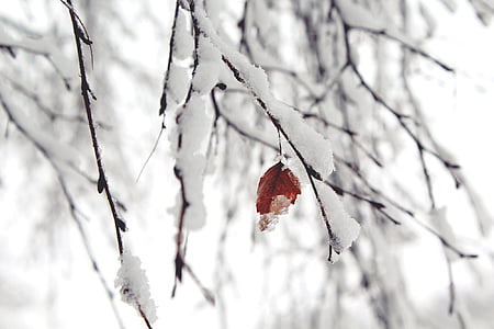 neve, Ramos, Inverno, natureza, árvore, frio, filial