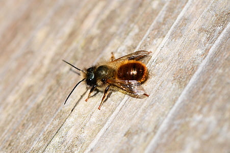 l'abella vermella mason, Osmia rufa, abella, solitari, petit, insecte, abella de fang