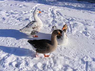 cold, country, geese, goose, road, snow, white