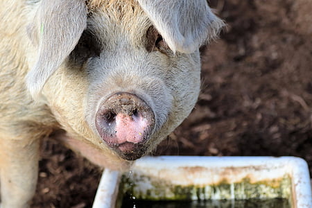 pig, farm, pork, agriculture, swine, livestock, piglet