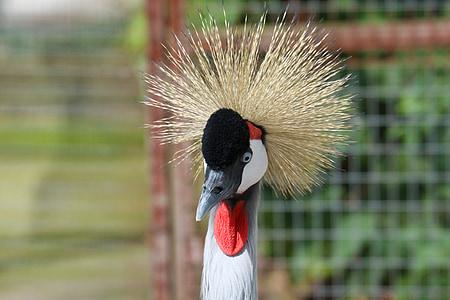 grey crowned crane, crane, crowned, grey, wildlife, bird, animal