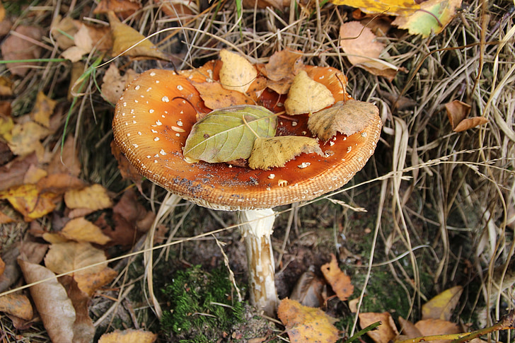 forest, nature, mushroom, autumn