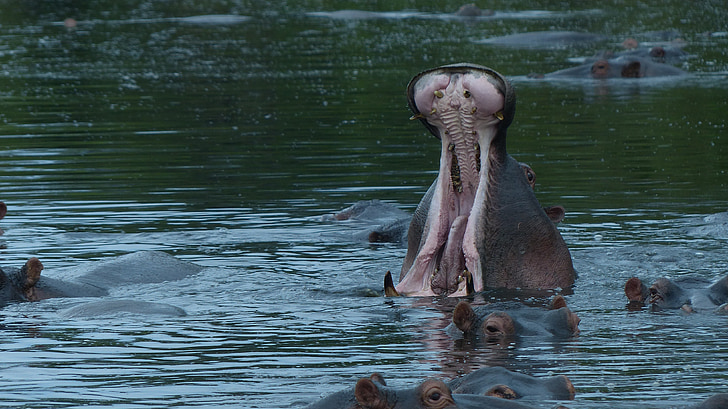 nijlpaard, Hippo, gulzig, Open maul, Kenia, Afrika, rivier