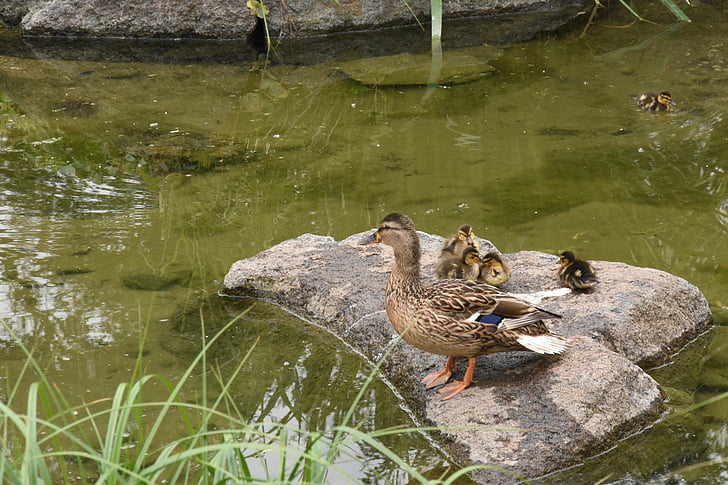 duck, family, nature, park, namsan
