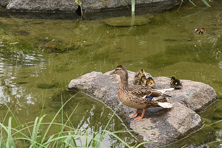 патица, семейство, природата, парк, Namsan