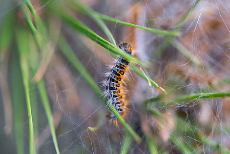 caterpillar, nature, animal, butterfly, insect, thick caterpillar, leaf