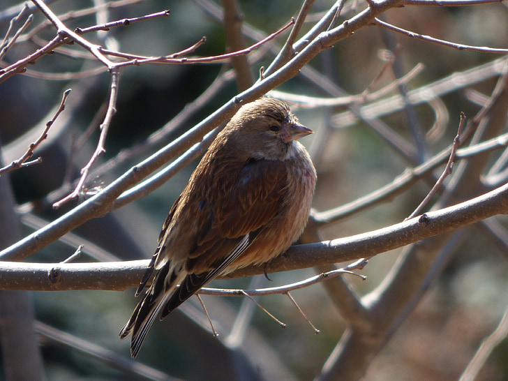 Sparrow, Zimní, větev, chlad, pták