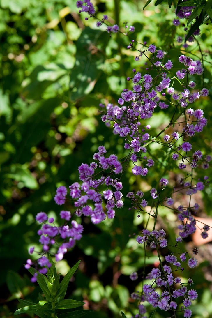 plante, Thalictrum, bleu, délicat, fleur, nature, Purple