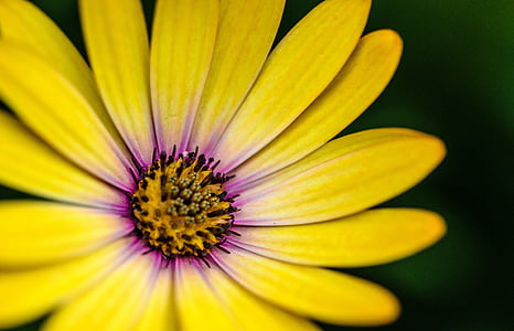 closeup, foto, kuning, osteosperumum, bunga, kelopak, mekar