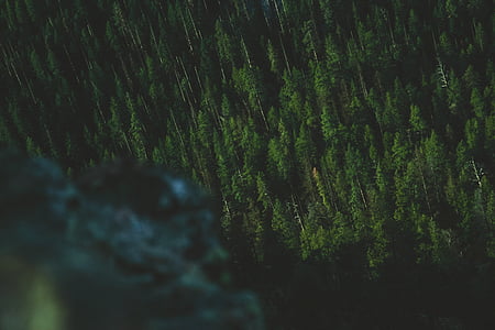 nature, plants, trees, forest, above, aerial, cliff