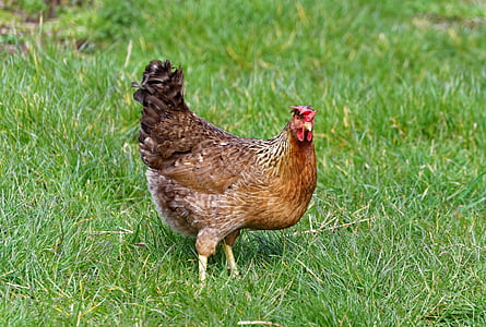 chicken, farm, poultry, nature, hen, livestock, farming