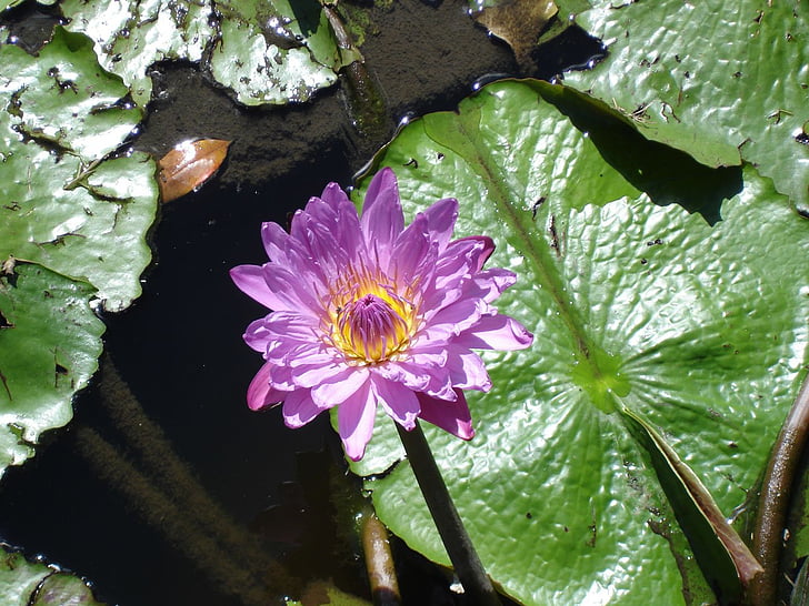 voda, lilie, květ, Flora, fialová, barevné, rybník
