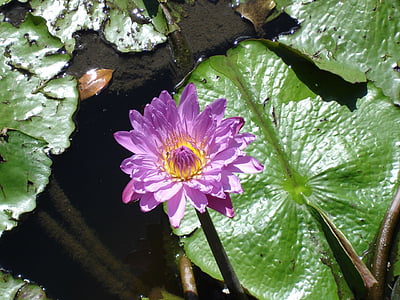 воды, Лили, цветок, Флора, фиолетовый, красочные, пруд