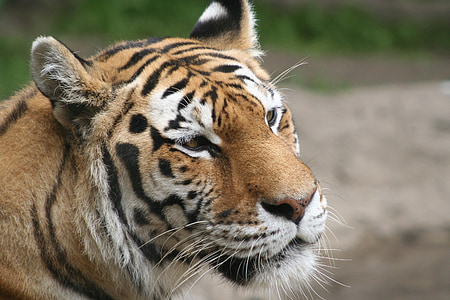 Tigre, en peligro de extinción, salvaje, animal, gato montés, a rayas, depredador