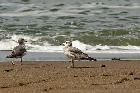 animal, sea, beach, wave, sea gull, seagull, seabird
