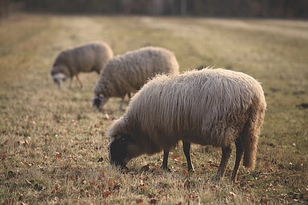 pecore, animale, verde, erba, azienda agricola, campo, all'aperto