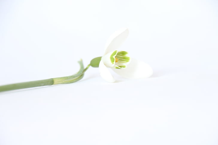 λευκό, φόντο, λουλούδι, Ωραία, λευκόιο, βιολογικά, φρεσκάδα