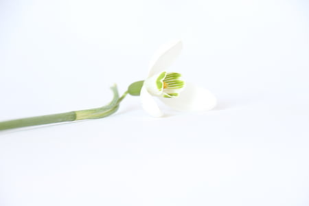 Beyaz, arka plan, çiçek, güzel, kardelen, Organik, tazelik